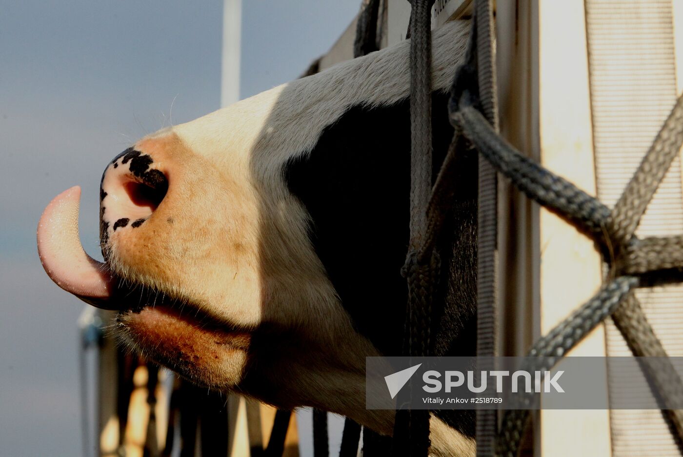Cows from Germany arrive in Vladivostok