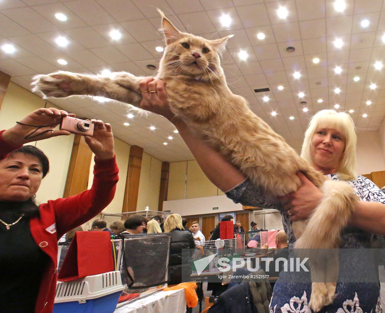 International cat exhibition fair in Kaliningrad
