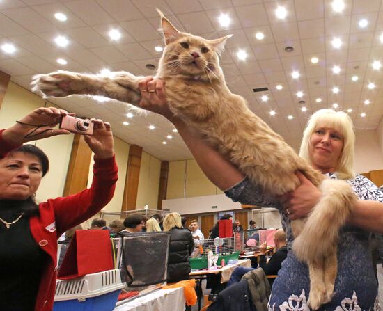 International cat exhibition fair in Kaliningrad