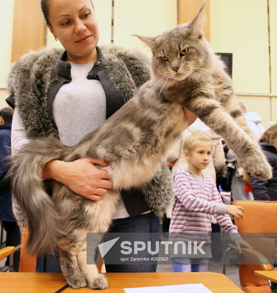 International cat exhibition fair in Kaliningrad