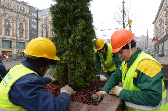 Seasonal replacement of trees in Tverskaya Street