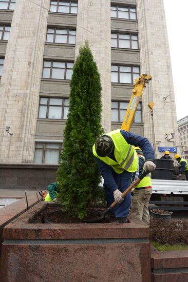 Seasonal replacement of trees om Tverskaya Street
