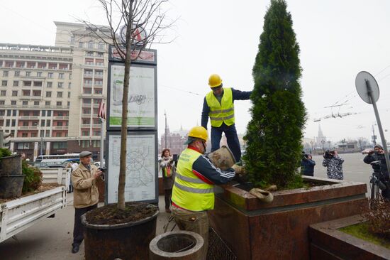 Seasonal replacement of trees in Tverskaya Street