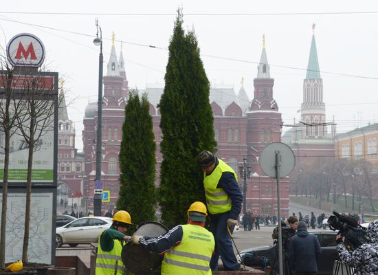 Seasonal replacement of trees in Tverskaya Street