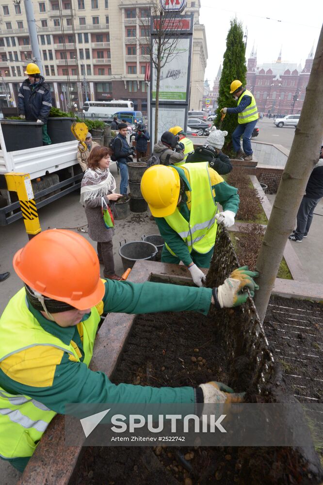 Seasonal replacement of trees in Moscow's Tverskaya Street
