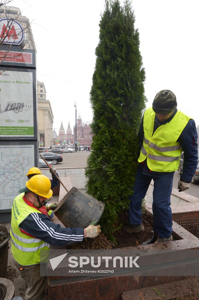 Seasonal replacement of trees in Moscow's Tverskaya Street