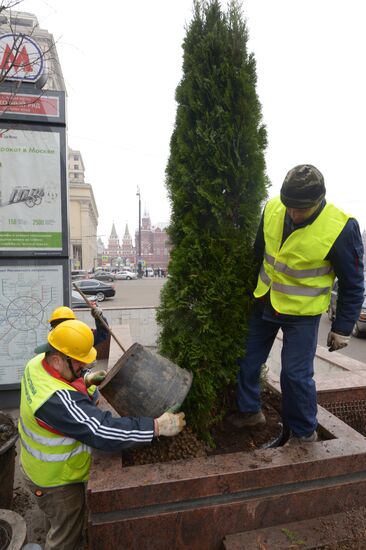 Seasonal replacement of trees in Moscow's Tverskaya Street