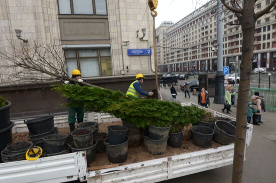 Seasonal replacement of trees in Moscow's Tverskaya Street