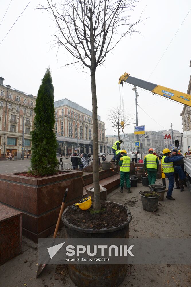 Seasonal replacement of trees in Moscow's Tverskaya Street