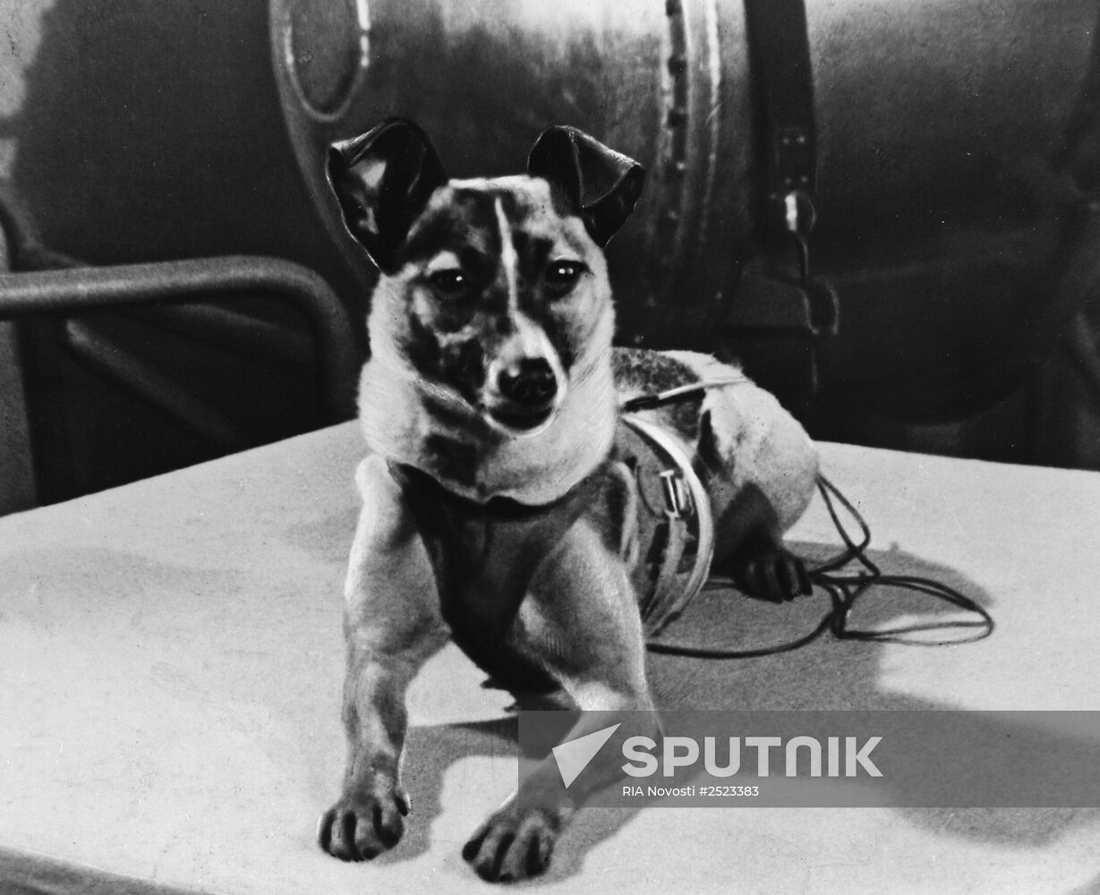 Laika the dog-cosmonaut