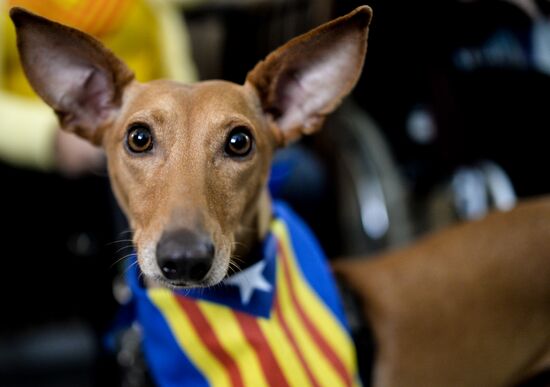 Catalonia's unofficial independence referendum