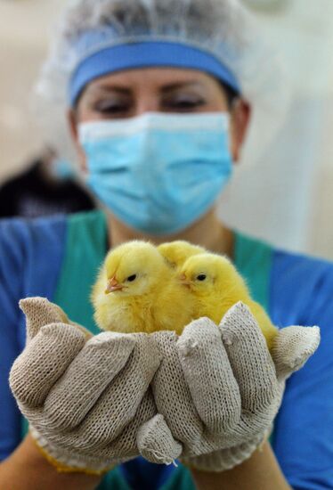 Poultry enterprise Ravis - integrated poultry farm in Chelyabinsk region