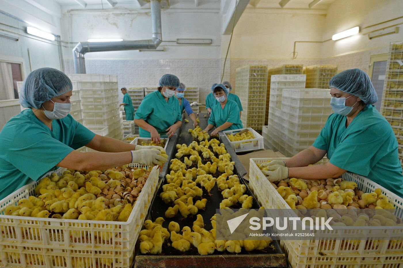 Poultry enterprise Ravis - integrated poultry farm in Chelyabinsk region
