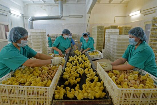 Poultry enterprise Ravis - integrated poultry farm in Chelyabinsk region