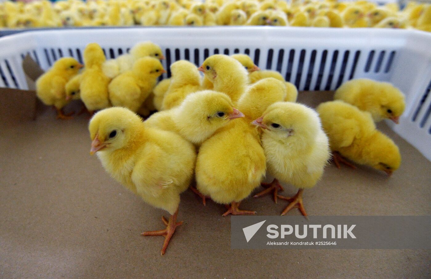 Poultry enterprise Ravis - integrated poultry farm in Chelyabinsk region