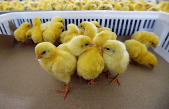 Poultry enterprise Ravis - integrated poultry farm in Chelyabinsk region