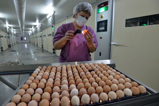Poultry enterprise Ravis - integrated poultry farm in Chelyabinsk region