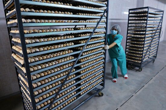 Poultry enterprise Ravis - integrated poultry farm in Chelyabinsk region