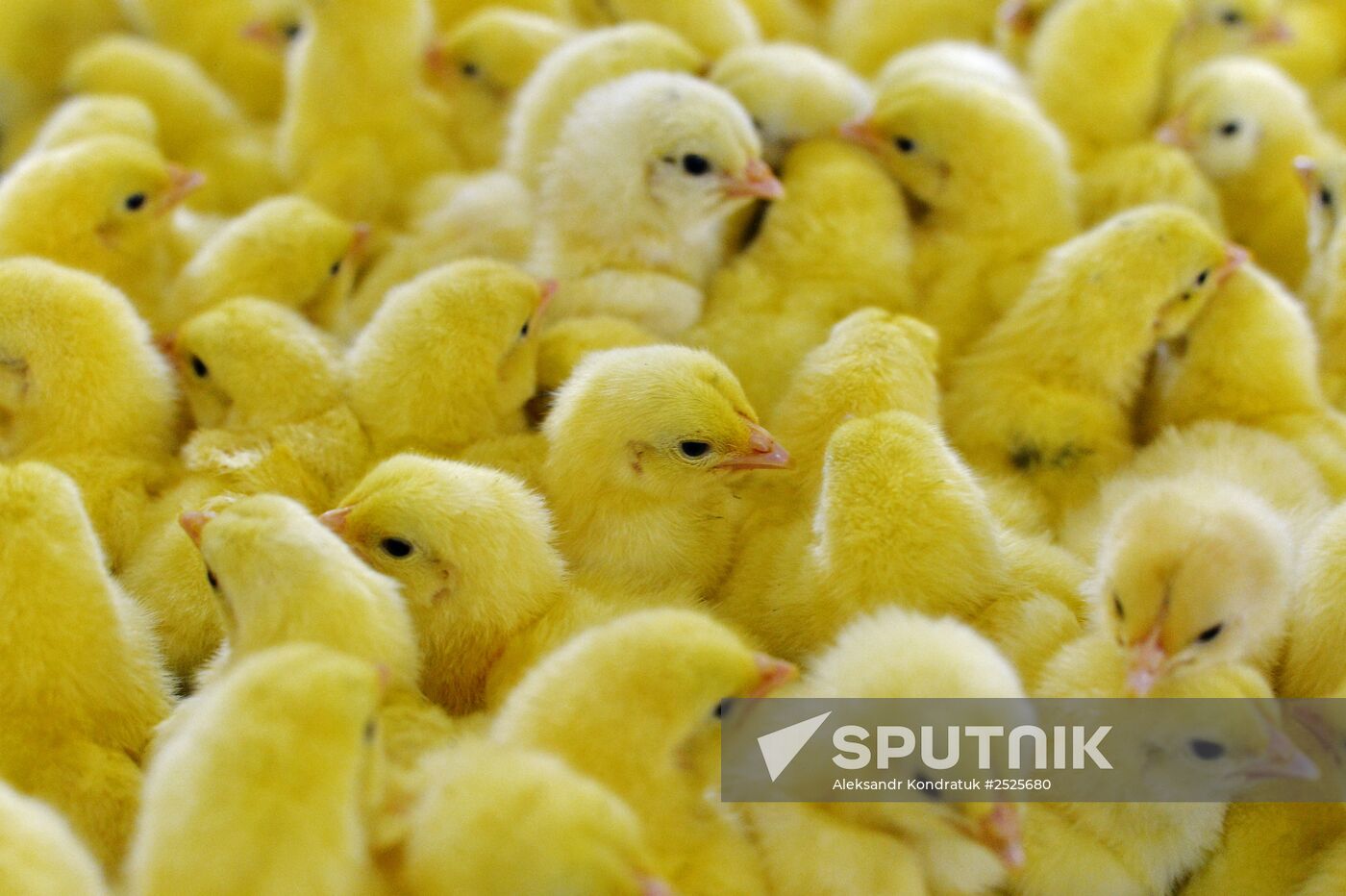 Ravis-Sosnovskaya Poultry Company in Chelyabinsk Region