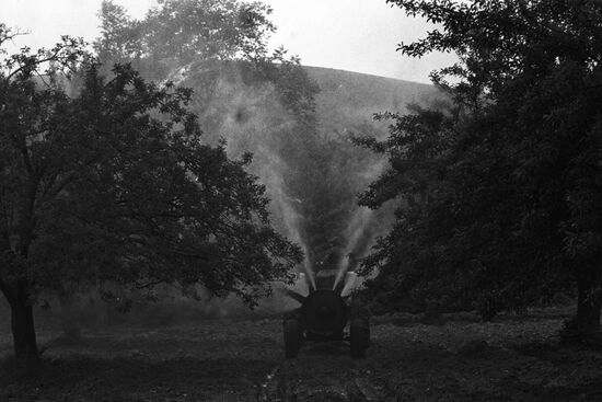 Bulgarian orchards
