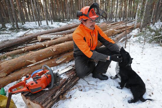 Kyshtymsky Les timber harvesting and processing plant in Chelyabinsk region