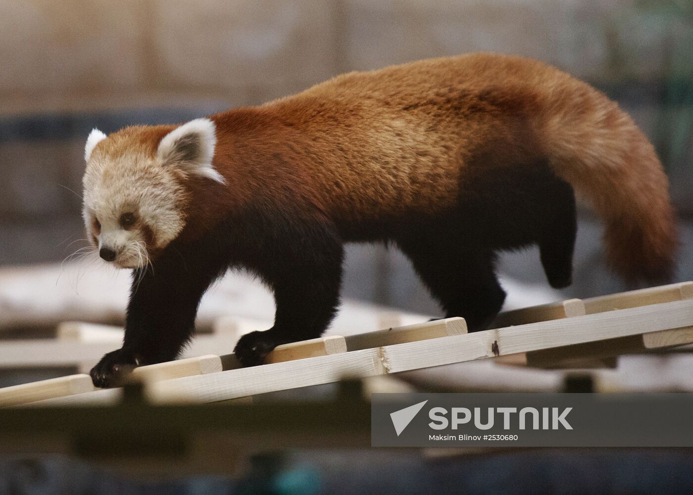 Female red panda arrives in Moscow zoo