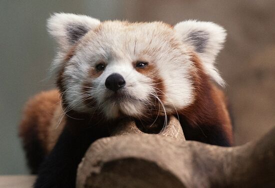 Female red panda arrives in Moscow zoo