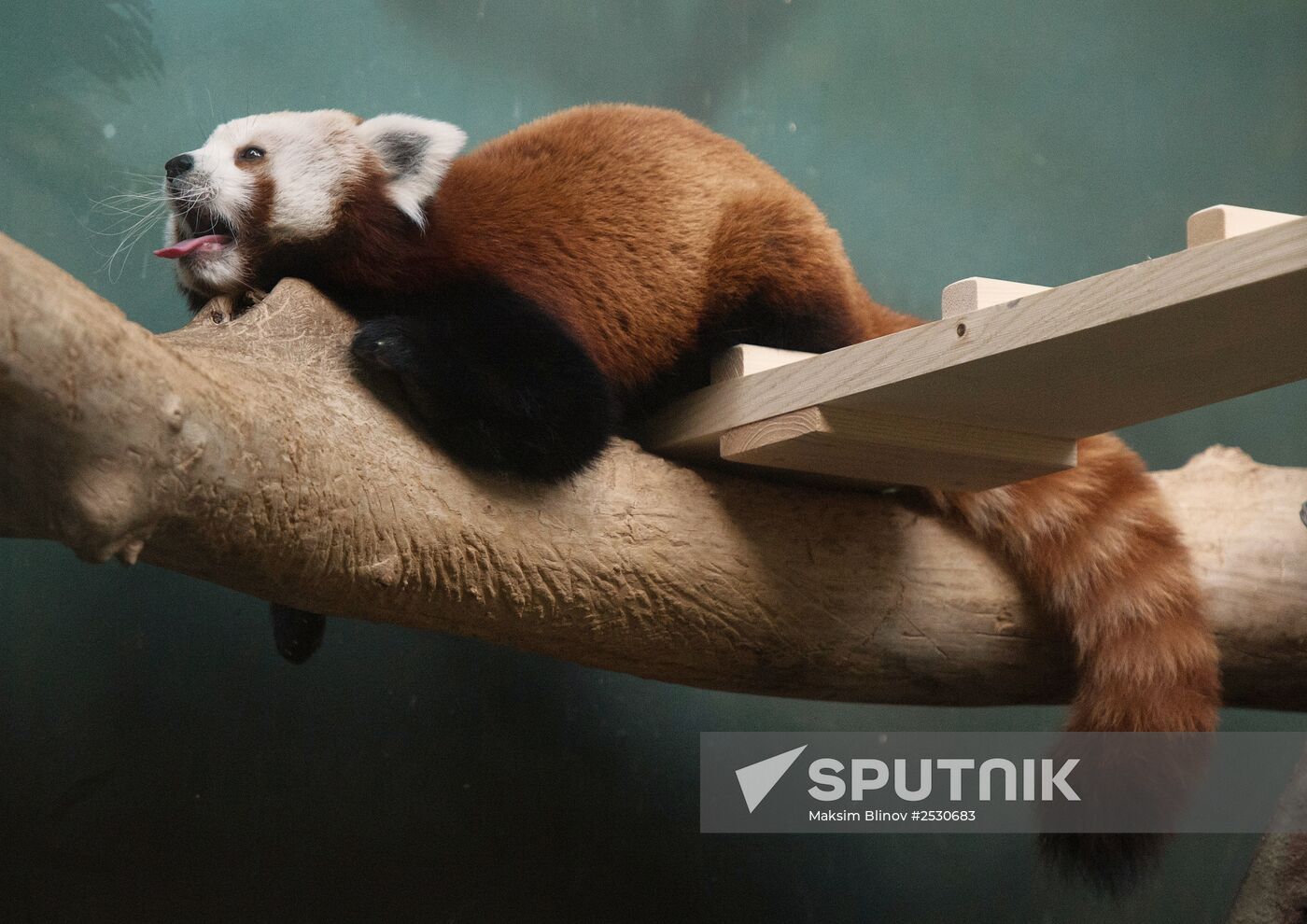 Female red panda arrives in Moscow zoo