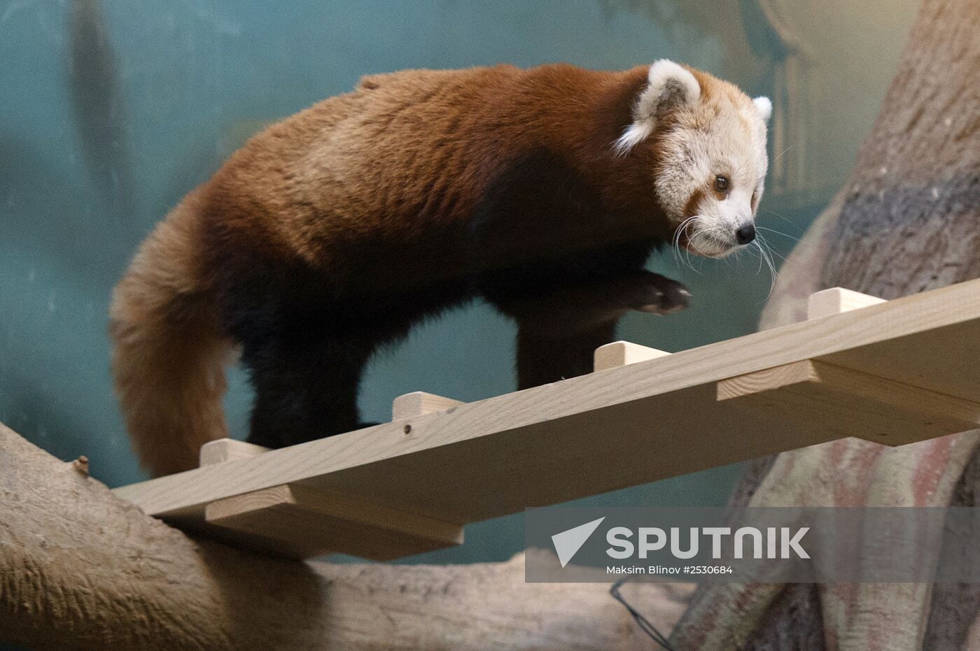 Female red panda arrives in Moscow zoo