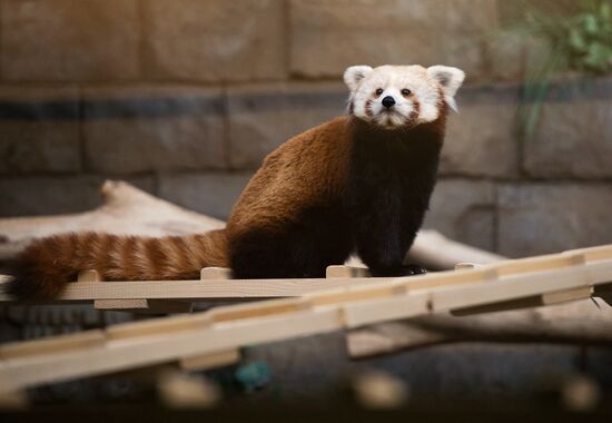 Female red panda arrives in Moscow zoo