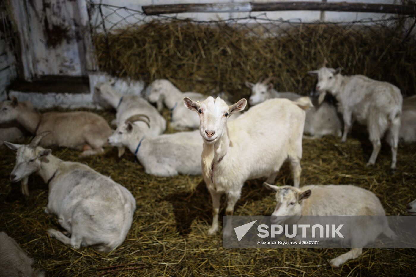 Cheese production in Altai territory