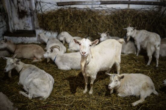 Cheese production in Altai territory