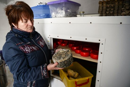 Cheese production in Altai territory