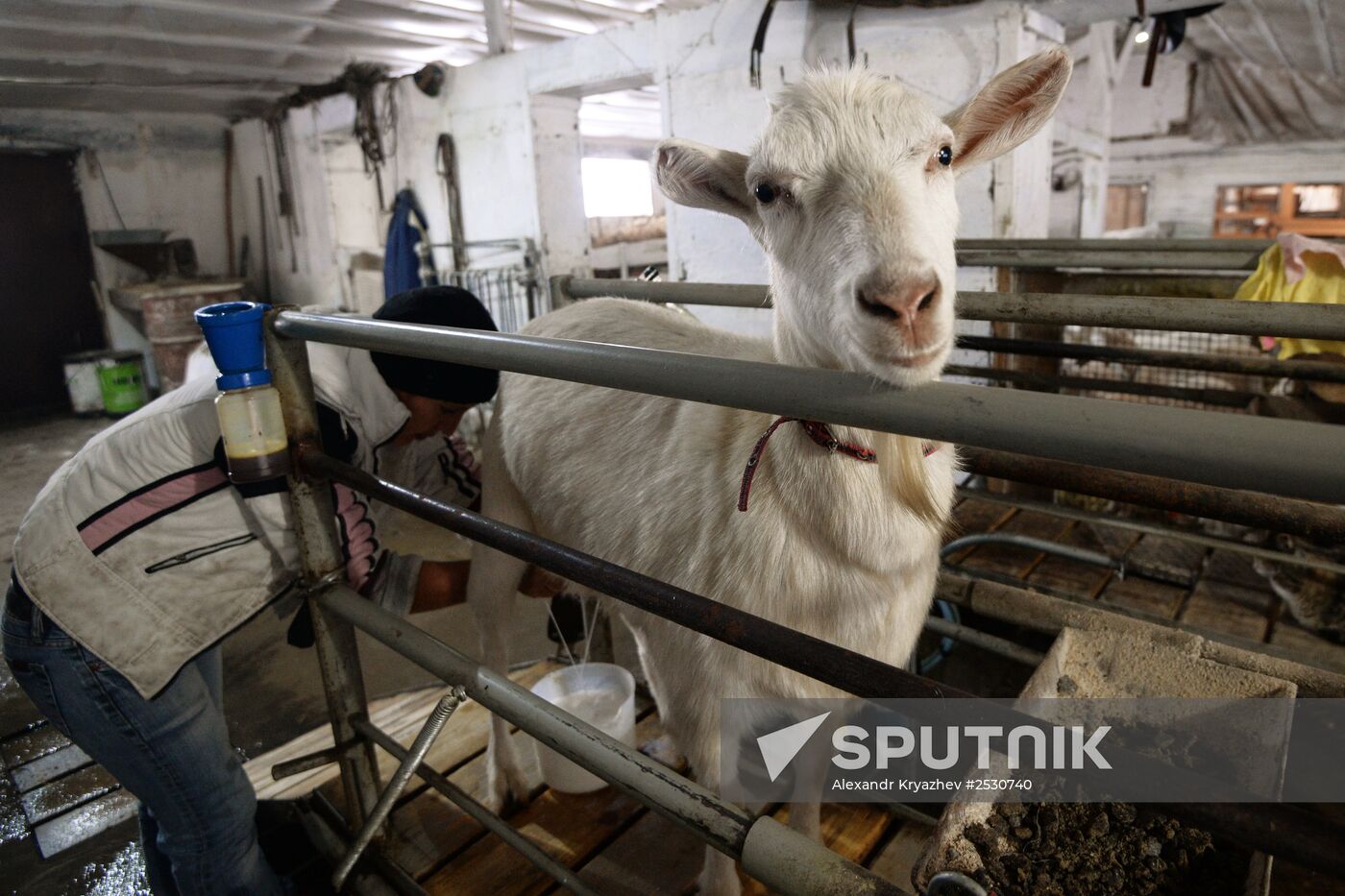 Cheese production in Altai territory