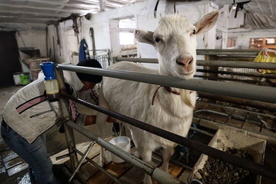 Cheese production in Altai territory
