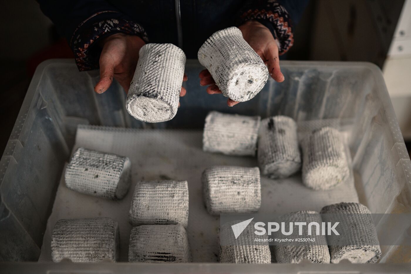 Blue cheese production in Altai Territory
