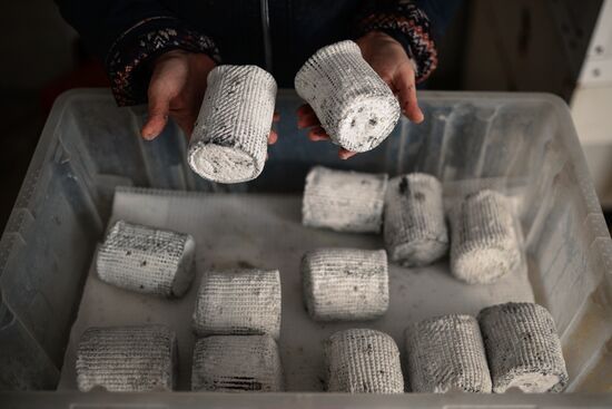 Blue cheese production in Altai Territory