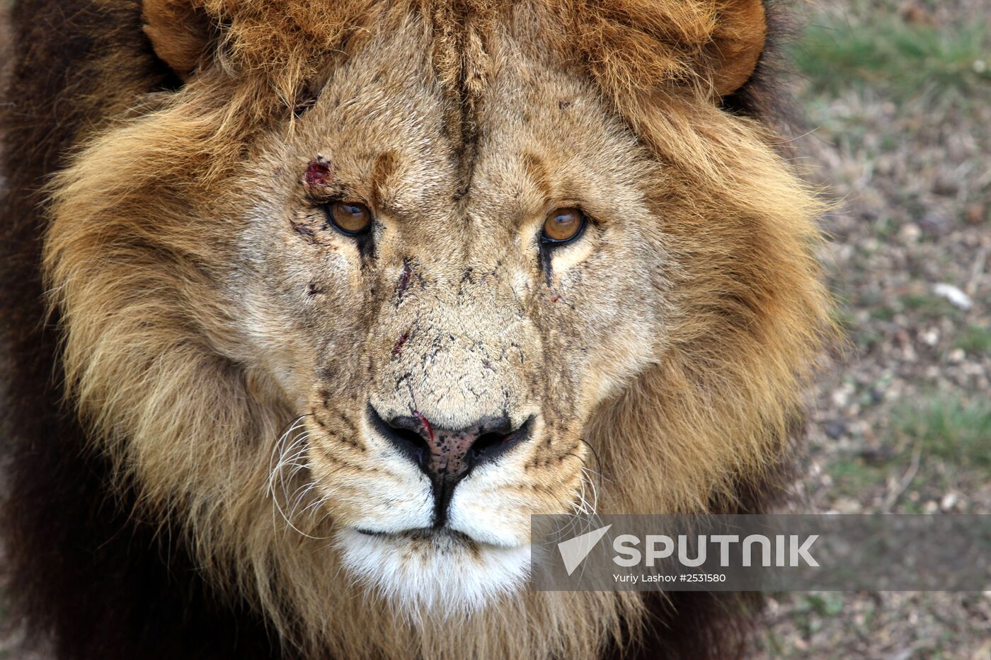 Taigan lions park in Crimea