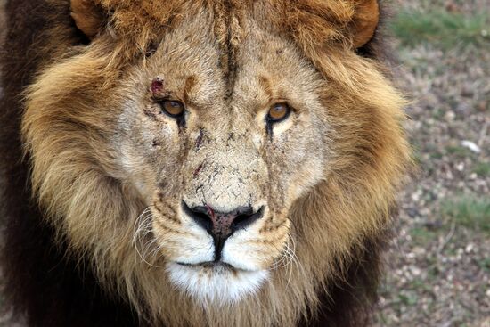 Taigan lions park in Crimea