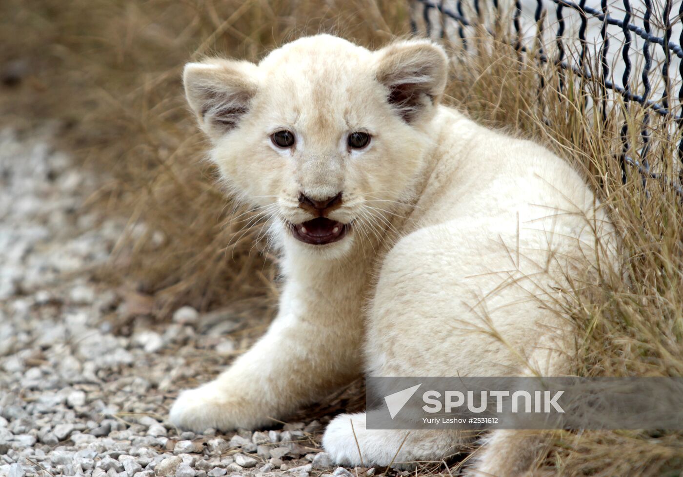 Taigan lions park in Crimea