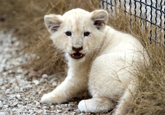 Taigan lions park in Crimea