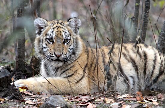 Taigan lions park in Crimea