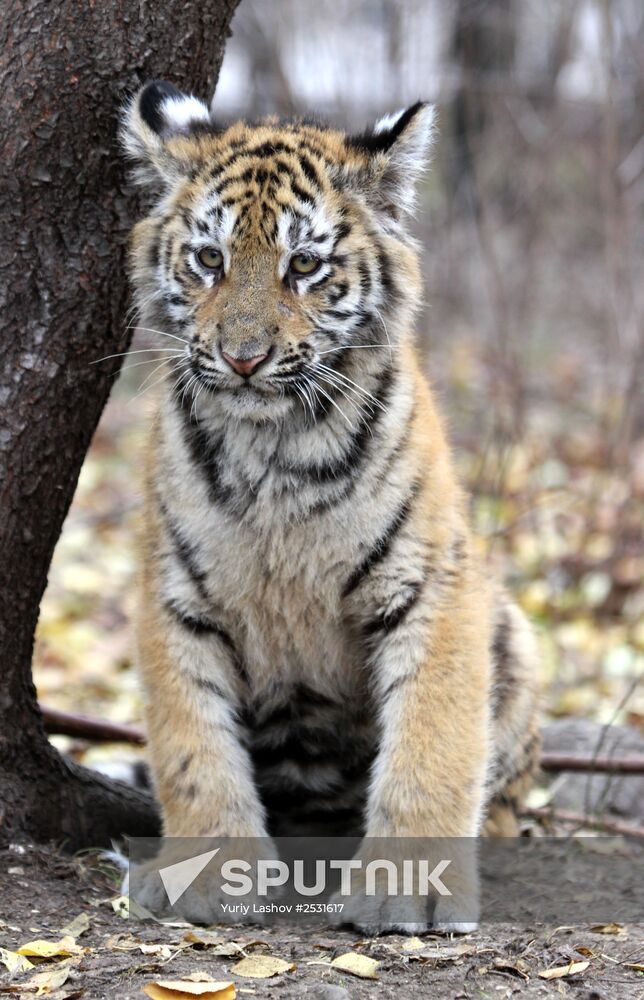 Taigan lions park in Crimea