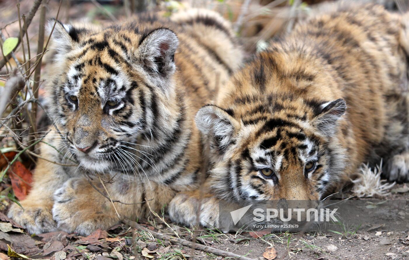 Taigan lions park in Crimea