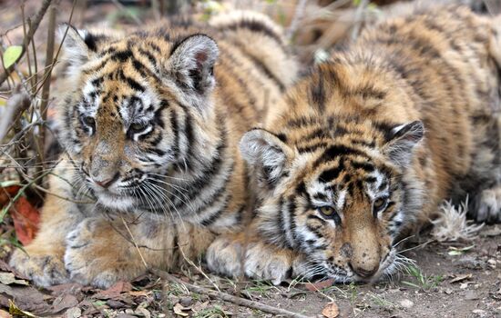 Taigan lions park in Crimea