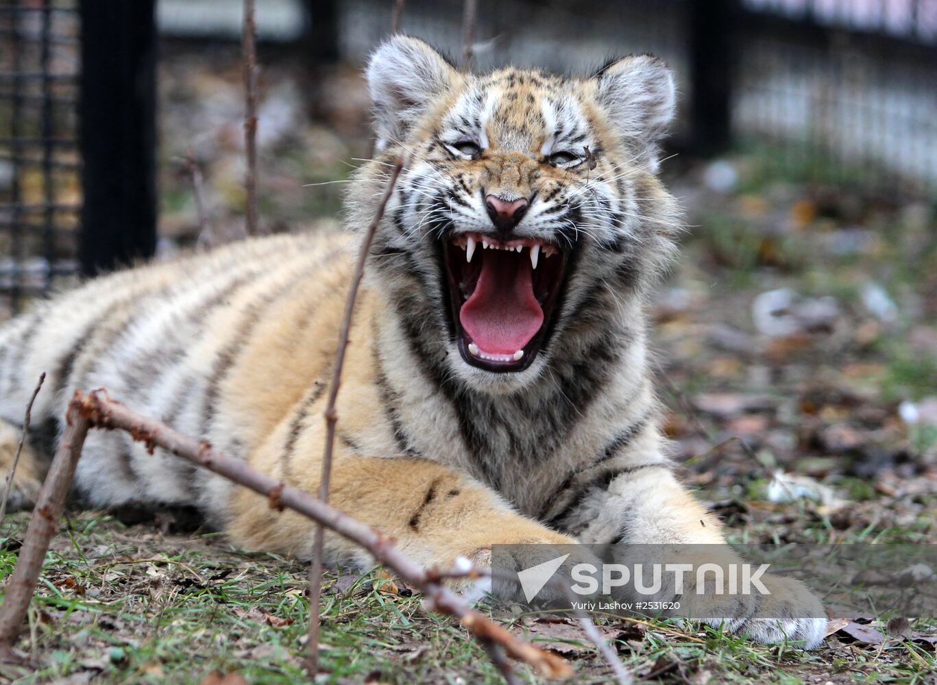 Taigan lions park in Crimea