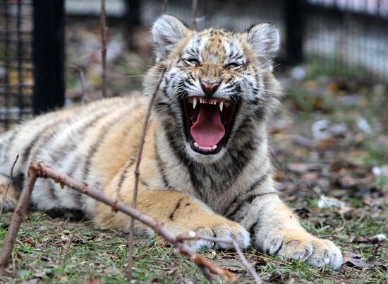 Taigan lions park in Crimea