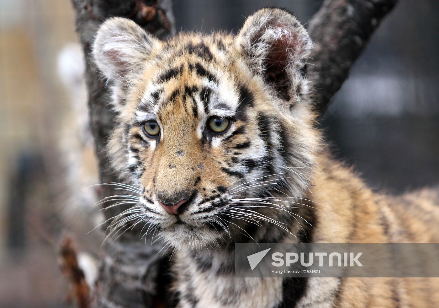 Taigan lions park in Crimea