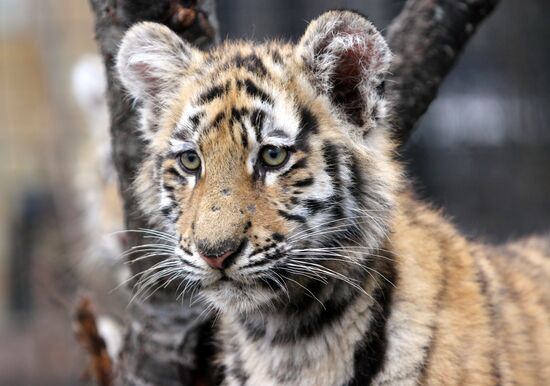 Taigan lions park in Crimea