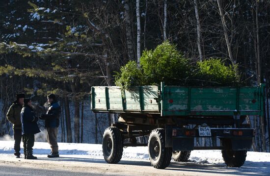 Christmas tree harvesting in Novosibirsk forestry